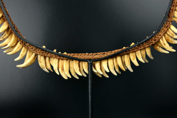 Grand collier Asmat rare constitué de 75 dents de chien sur socle 1950 (détail)