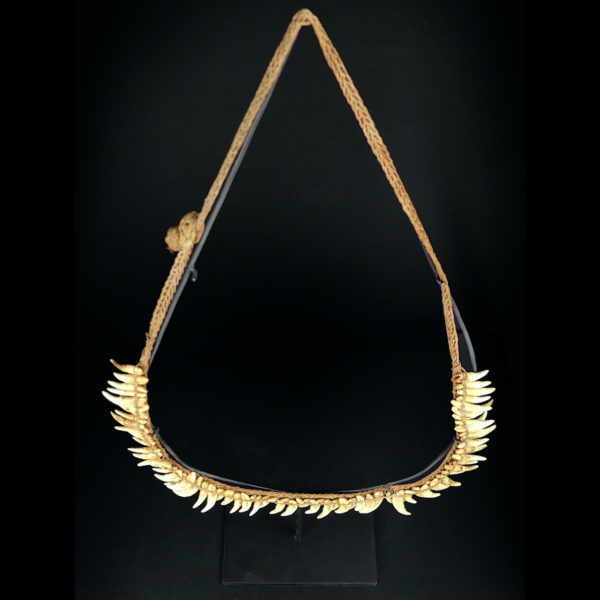 Grand collier Asmat rare constitué de 75 dents de chien sur socle 1950 (dessus 3/4)