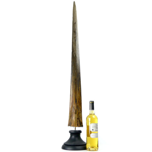 Grand bec Xiphias gladius ancien sur pied Taxidermie Curiosité marine (proportion)