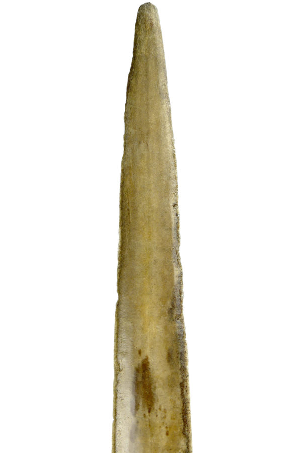 Grand bec Xiphias gladius ancien sur pied Taxidermie Curiosité marine (détail)