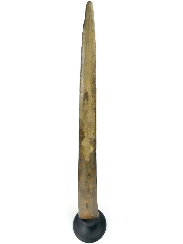 Grand bec Xiphias gladius ancien sur pied Taxidermie Curiosité marine (dessus 3/4)