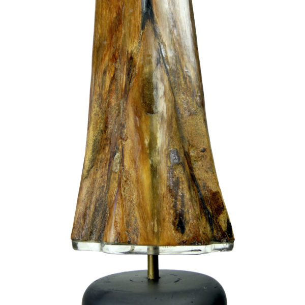 Grand bec Xiphias gladius ancien sur pied Taxidermie Curiosité marine (détail)