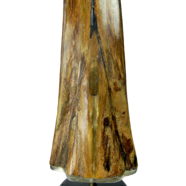 Grand bec Xiphias gladius ancien sur pied Taxidermie Curiosité marine (détail)