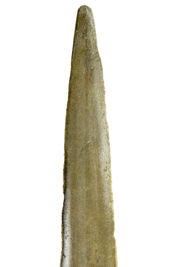Grand bec Xiphias gladius ancien sur pied Taxidermie Curiosité marine (détail)