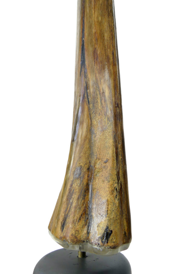 Grand bec Xiphias gladius ancien sur pied Taxidermie Curiosité marine (détail)