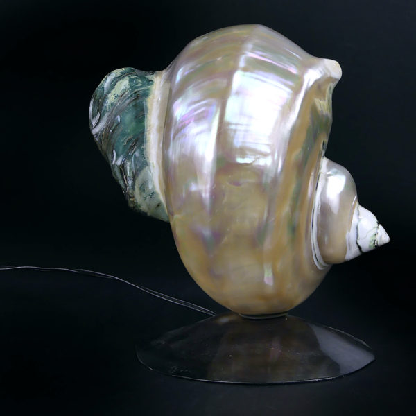 Lampe d’ambiance tahitienne coquillage Turbo Marmoratus vert et nacre (dos)
