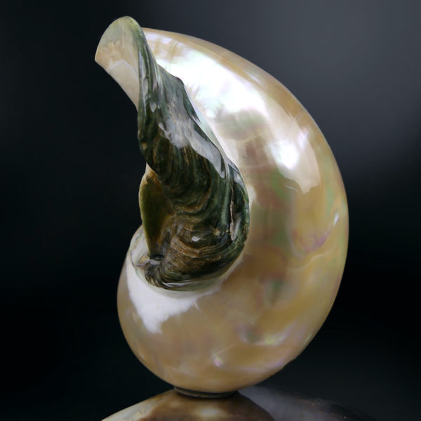 Lampe d’ambiance tahitienne coquillage Turbo Marmoratus vert et nacre (détail)