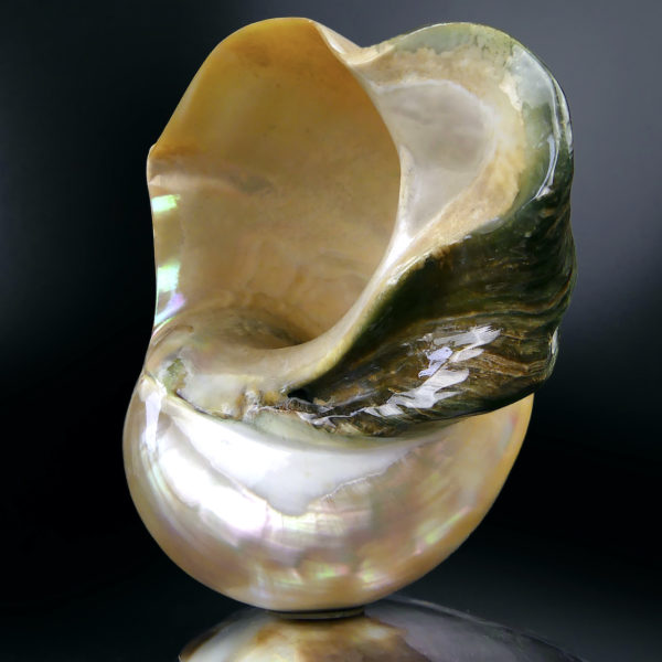 Lampe d’ambiance tahitienne coquillage Turbo Marmoratus vert et nacre (détail)