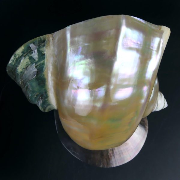 Lampe d’ambiance tahitienne coquillage Turbo Marmoratus vert et nacre (dessus)