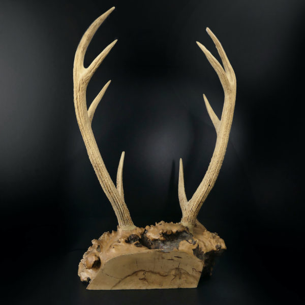 Superbe katana kake en loupe de bois et bois de cerf Daishō Shōwa (dos)