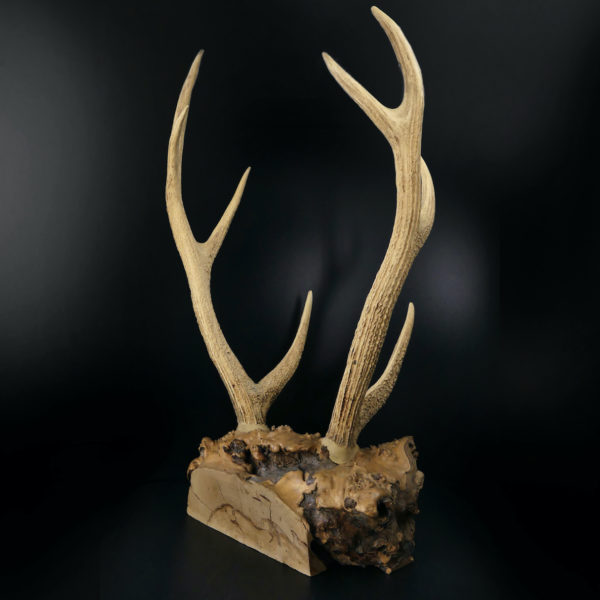 Superbe katana kake en loupe de bois et bois de cerf Daishō Shōwa (3/4 dos)