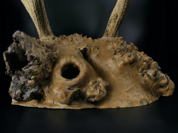 Superbe katana kake en loupe de bois et bois de cerf Daishō Shōwa (détail)