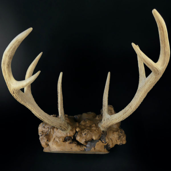 Superbe katana kake en loupe de bois et bois de cerf Daishō Shōwa (dessus)