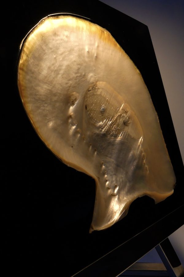 Grande coquille d’huître perlière Pinctada maxima inclusion sur chevalet (détail)