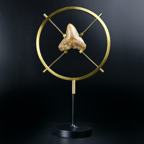 Dent de mégalodon fossilisée rare sertie sur pied en laiton design (face)