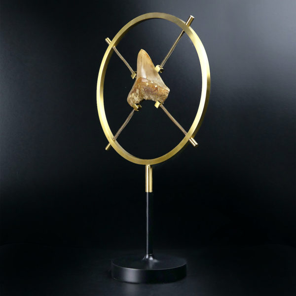 Dent de mégalodon fossilisée rare sertie sur pied en laiton design (3/4)