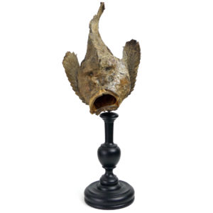 Poisson-pierre naturalisé sur pied en bois tourné noir Taxidermie (face)