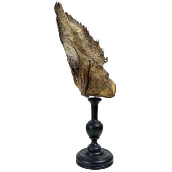 Poisson-pierre naturalisé sur pied en bois tourné noir Taxidermie (profil)