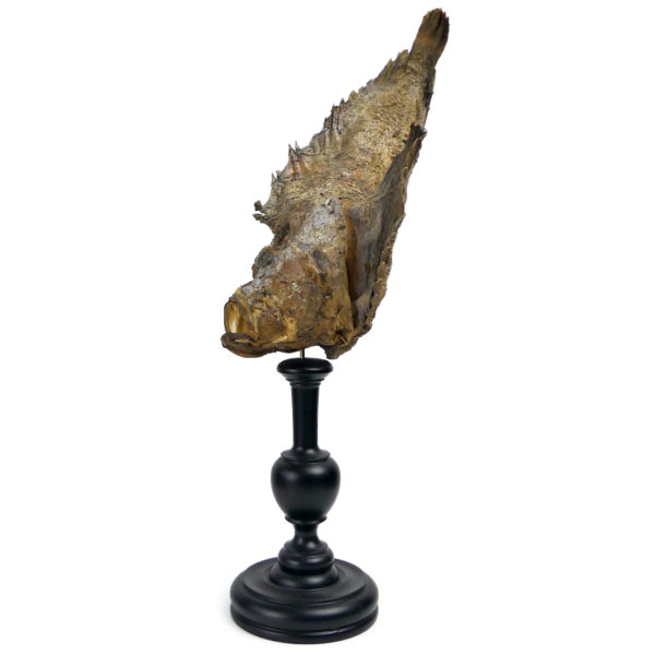 Poisson-pierre naturalisé sur pied en bois tourné noir Taxidermie (profil)