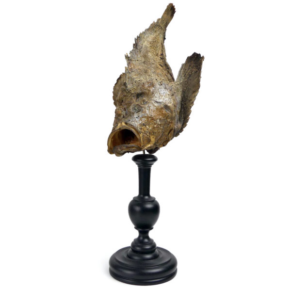 Poisson-pierre naturalisé sur pied en bois tourné noir Taxidermie (3/4)