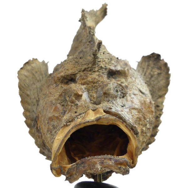 Poisson-pierre naturalisé sur pied en bois tourné noir Taxidermie (détail)