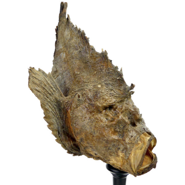 Poisson-pierre naturalisé sur pied en bois tourné noir Taxidermie (3/4)