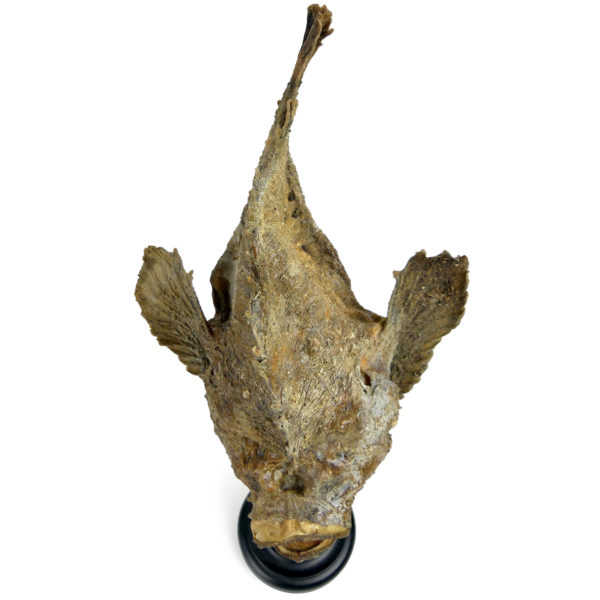 Poisson-pierre naturalisé sur pied en bois tourné noir Taxidermie (dessus)