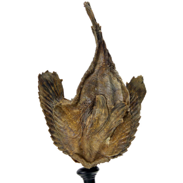 Poisson-pierre naturalisé sur pied en bois tourné noir Taxidermie (dessous)
