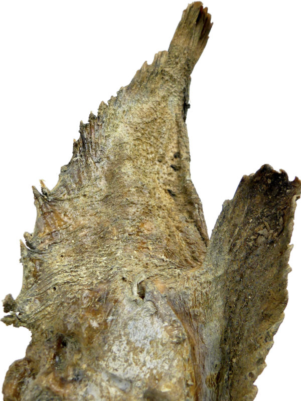 Poisson-pierre naturalisé sur pied en bois tourné noir Taxidermie (détail)