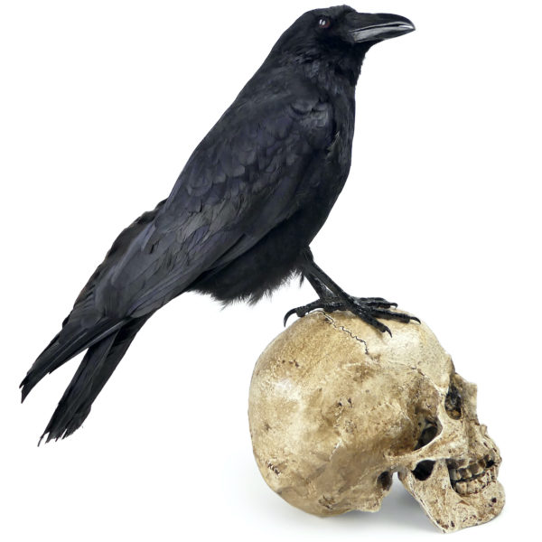 Vanité au corbeau Corvidé noir naturalisé sur crâne humain en résine (profil)
