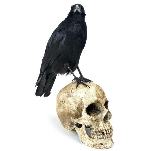 Vanité au corbeau Corvidé noir naturalisé sur crâne humain en résine (3/4)
