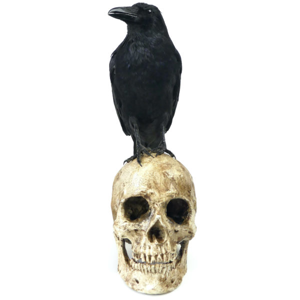 Vanité au corbeau Corvidé noir naturalisé sur crâne humain en résine (face)