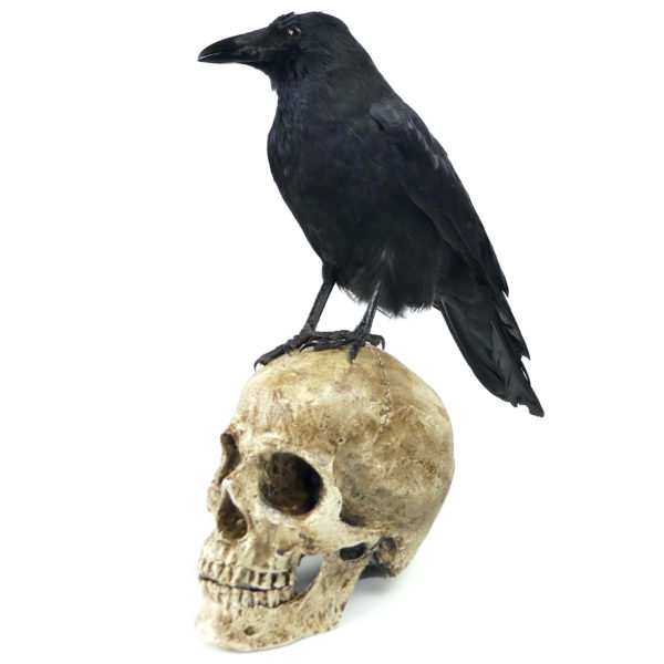 Vanité au corbeau Corvidé noir naturalisé sur crâne humain en résine (3/4)