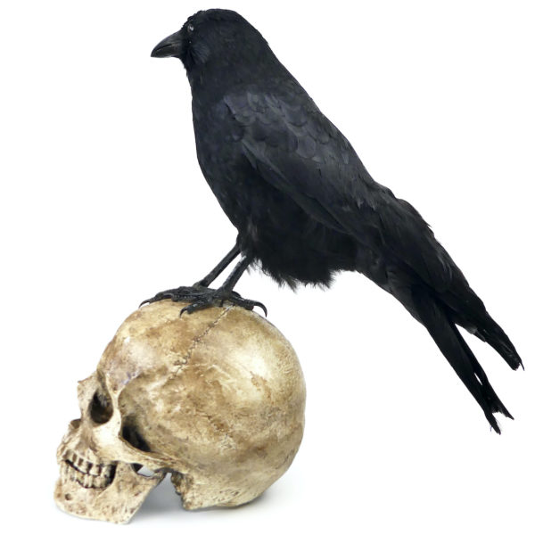 Vanité au corbeau Corvidé noir naturalisé sur crâne humain en résine (profil)