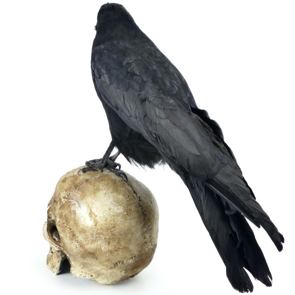 Vanité au corbeau Corvidé noir naturalisé sur crâne humain en résine (3/4 dos)