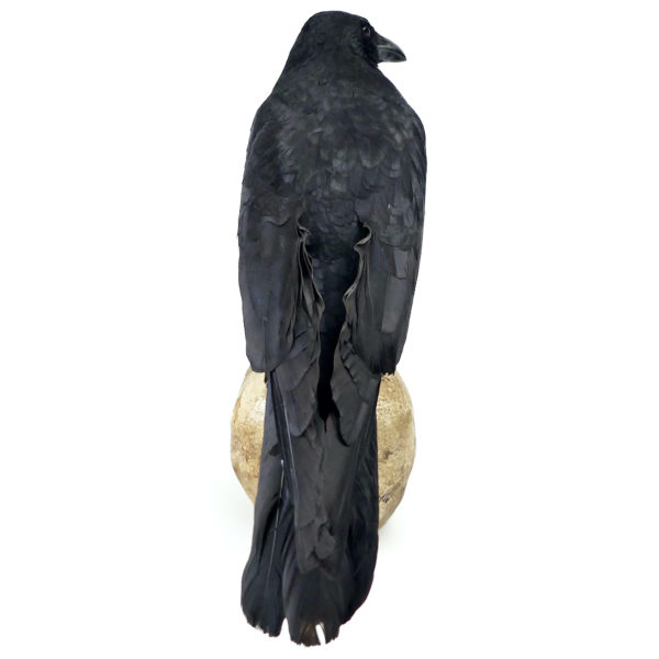 Vanité au corbeau Corvidé noir naturalisé sur crâne humain en résine (dos)