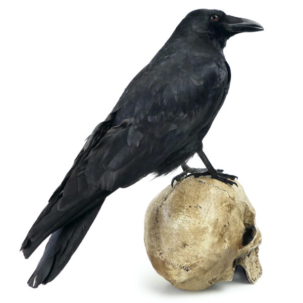 Vanité au corbeau Corvidé noir naturalisé sur crâne humain en résine (3/4 dos)