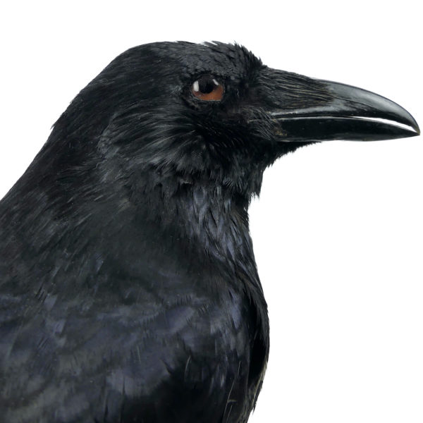 Vanité au corbeau Corvidé noir naturalisé sur crâne humain en résine (détail)