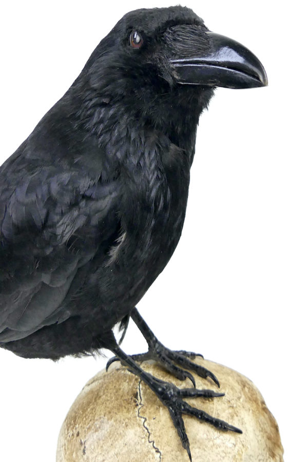 Vanité au corbeau Corvidé noir naturalisé sur crâne humain en résine (détail)