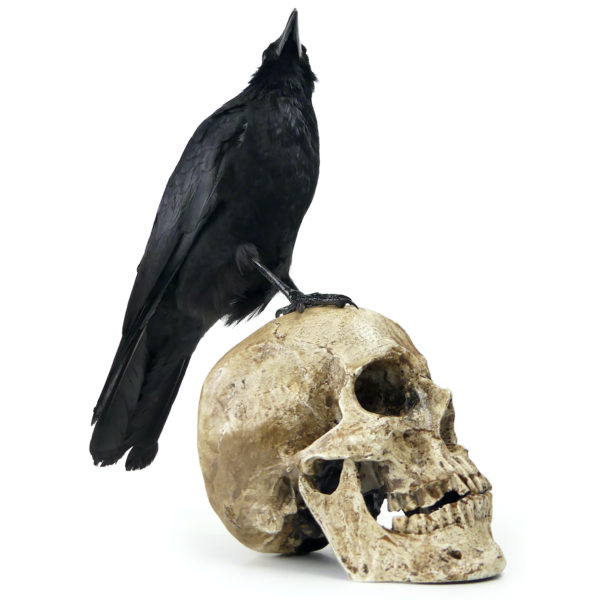 Vanité au corbeau Corvidé noir naturalisé sur crâne humain en résine (3/4)