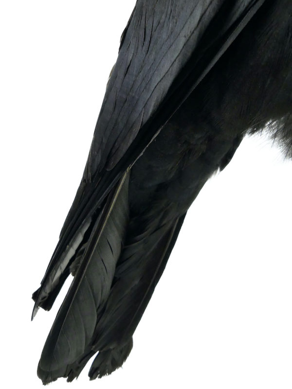 Vanité au corbeau Corvidé noir naturalisé sur crâne humain en résine (détail)