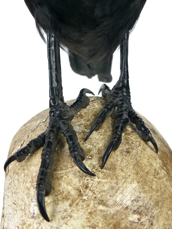 Vanité au corbeau Corvidé noir naturalisé sur crâne humain en résine (détail)