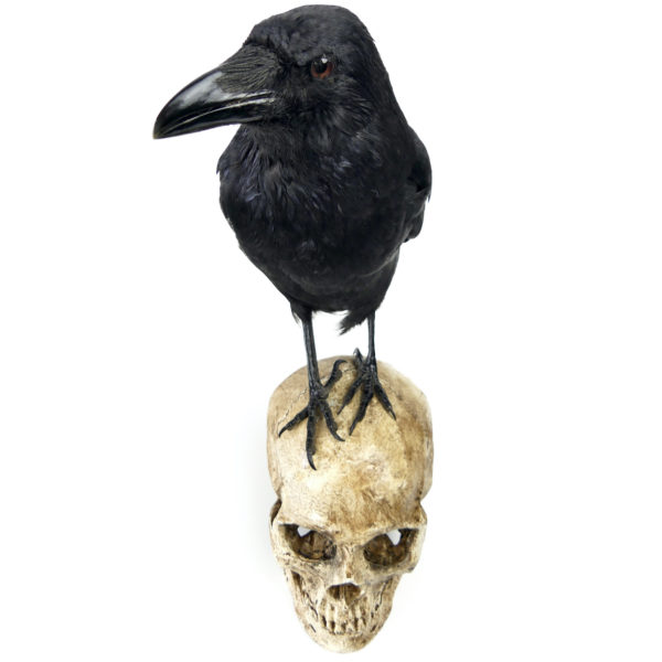 Vanité au corbeau Corvidé noir naturalisé sur crâne humain en résine (dessus 3/4)