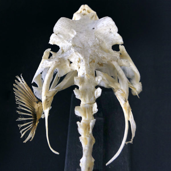 Squelette de Scaridae poisson-perroquet sur socle en bois noir (détail dessus)