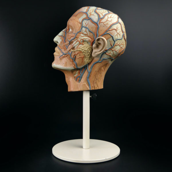 Ecorché didactique demi-tête humaine vintage sur pied métallique beige (profil)