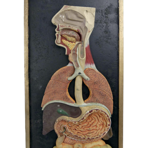 Modèle anatomique pédagogique didactique ancien 1950 Italie (détail)