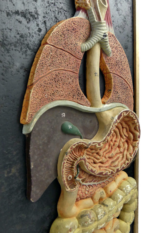 Modèle anatomique pédagogique didactique ancien 1950 Italie (détail)