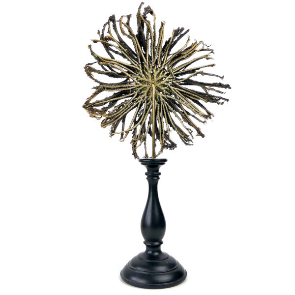 Comaster Gracilis étoile de mer plume sur pied en bois tourné noir Philippines (dos)