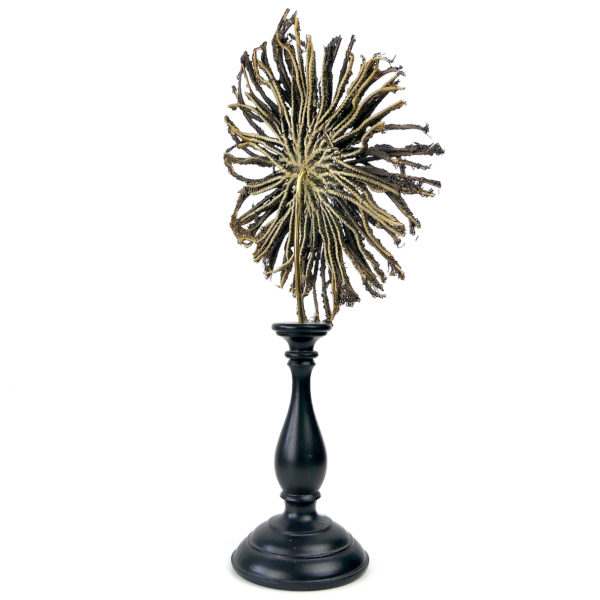 Comaster Gracilis étoile de mer plume sur pied en bois tourné noir Philippines (3/4 dos)