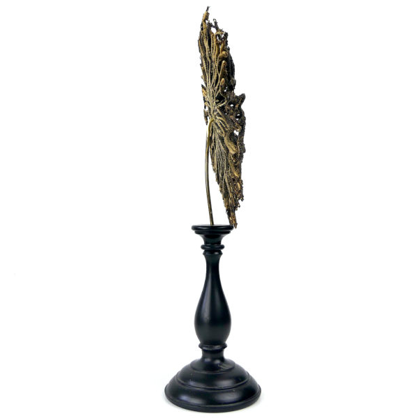 Comaster Gracilis étoile de mer plume sur pied en bois tourné noir Philippines (profil)